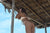 SOPHIA IN SUMBAWA